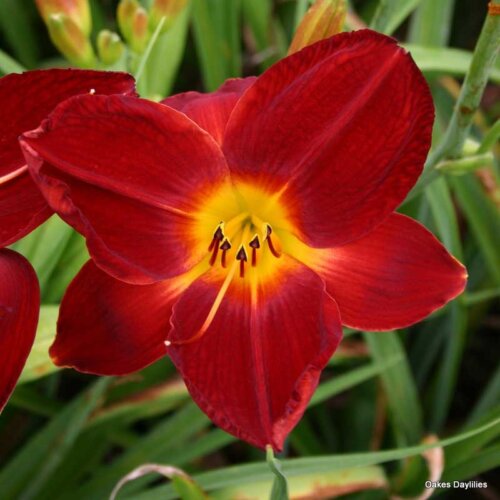 Oakes-Daylilies-Red-Rogue-daylily-004