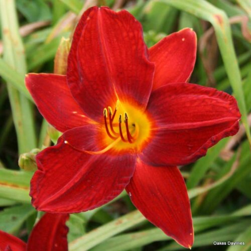 Oakes-Daylilies-Red-Rogue-daylily