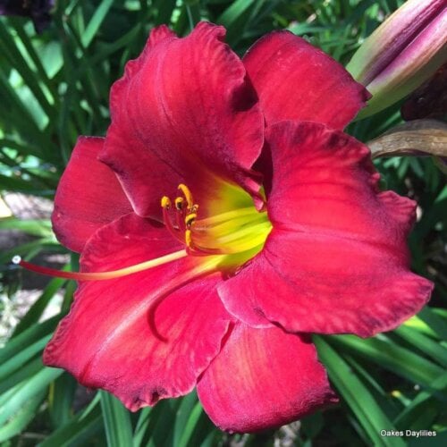 Oakes-Daylilies-Rooten-Tooten-Red-daylily-007