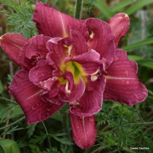 Oakes-Daylilies-Royal-Eventide-daylily-002
