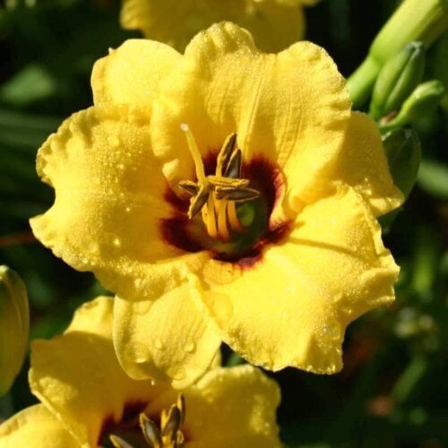 Oakes-Daylilies-Siloam-June-Bug-daylily-001