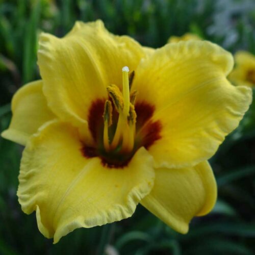 Oakes-Daylilies-Siloam-June-Bug-daylily-003