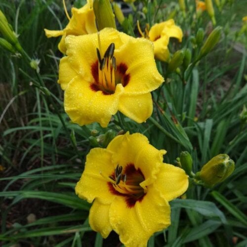 Oakes-Daylilies-Siloam-June-Bug-daylily-005