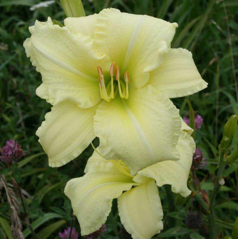 So Lovely Daylily | Fragrant Pale Blooms | Oakes Daylilies