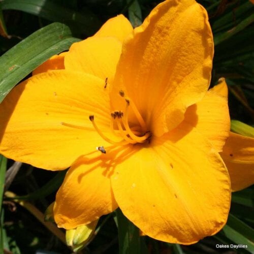Oakes-Daylilies-Sparkling-Orange-daylily-001