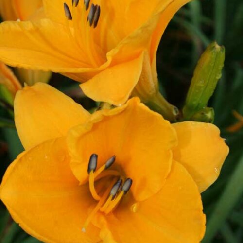Oakes-Daylilies-Sparkling-Orange-daylily