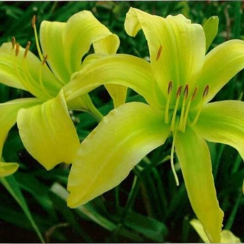 Oakes-Daylilies-Spider-Miracle-daylily-001