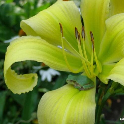 Oakes-Daylilies-Spider-Miracle-daylily-002