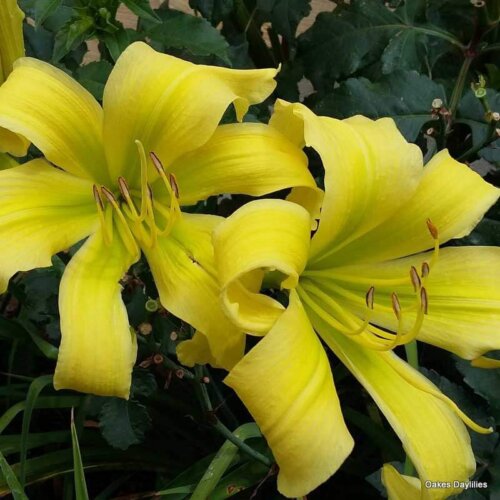 Oakes-Daylilies-Spider-Miracle-daylily-004