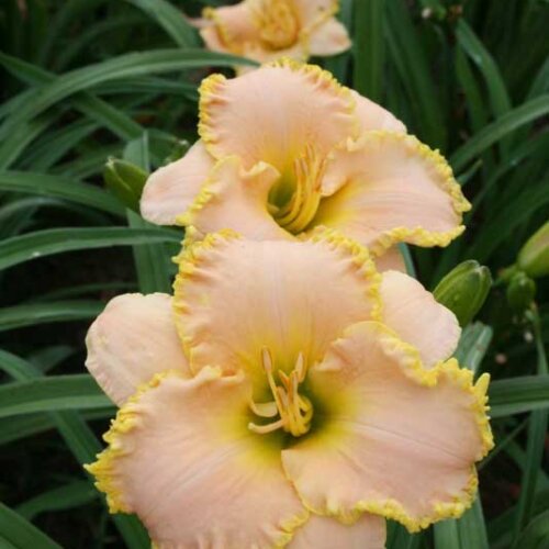 Oakes-Daylilies-Spring-Garden-Greeting-daylily-002