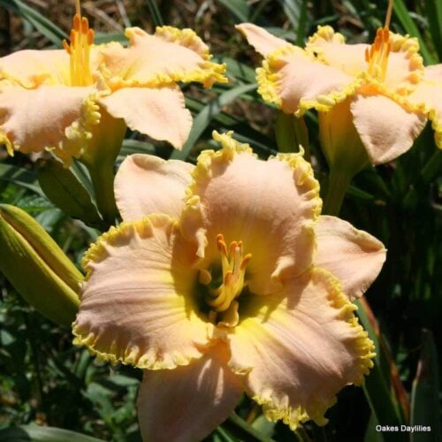 Oakes-Daylilies-Spring-Garden-Greeting-daylily