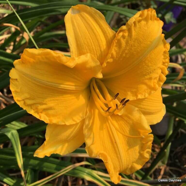 Star Struck Daylily | Prolific Gold Blooms | Oakes Daylilies
