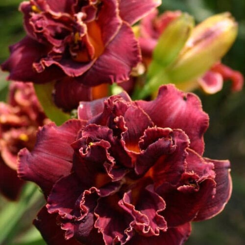 Oakes-Daylilies-Storm-Chaser-daylily-003