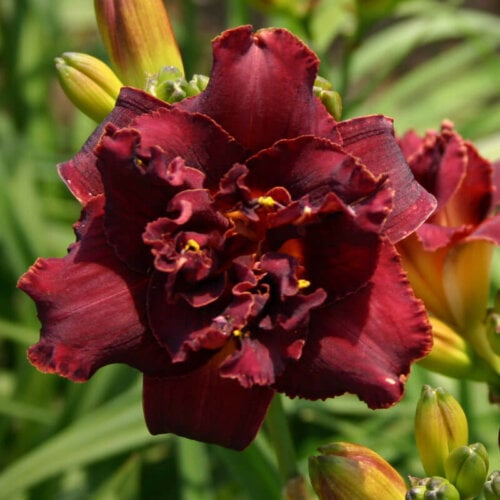Oakes-Daylilies-Storm-Chaser-daylily-005