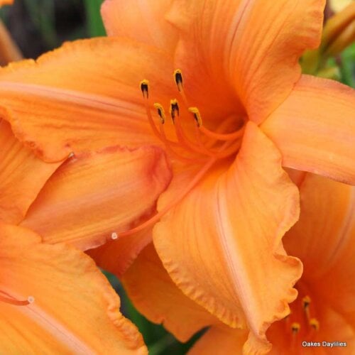 Oakes-Daylilies-Super-Coral-daylily-006