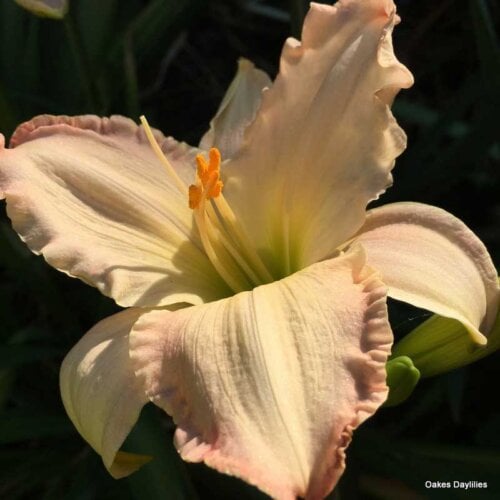 Oakes-Daylilies-Susan-Weber-daylily-005