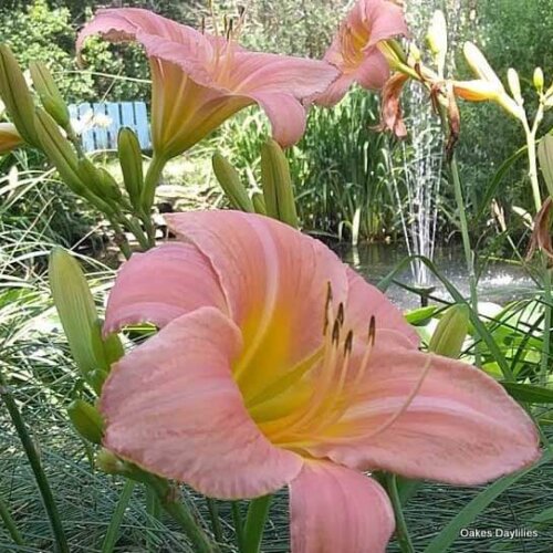 Oakes-Daylilies-Tender-Love-daylily-004