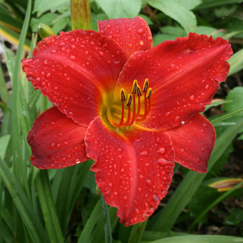 Oakes-Daylilies-Wayside-Red-Ensign-daylily-002