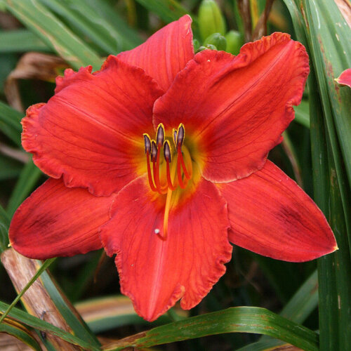 Oakes-Daylilies-Wayside-Red-Ensign-daylily-003