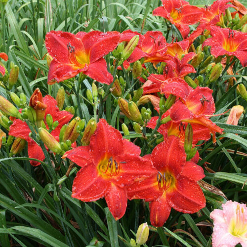 Oakes-Daylilies-Wayside-Red-Ensign-daylily