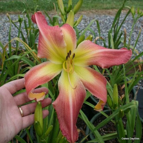 oakes-daylilies-websters-pink-wonder-daylily-huge-pink-perennial