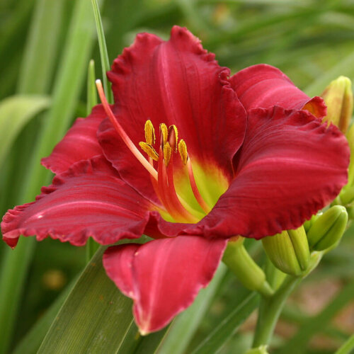 Oakes Daylilies - Why Oakes?