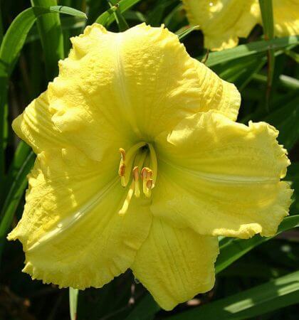 Yellow Explosion Daylily | Great Bloomer | Oakes Daylilies