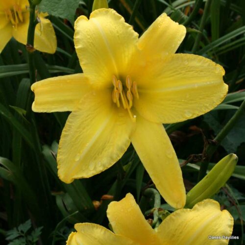 Oakes-Daylilies-Yellow-Pinwheel-daylily-001