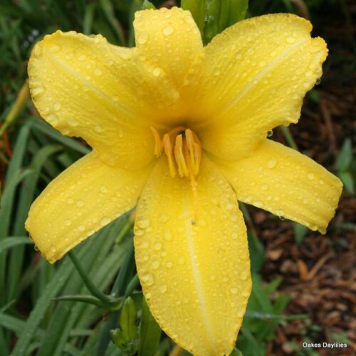 Oakes-Daylilies-Yellow-Pinwheel-daylily-002