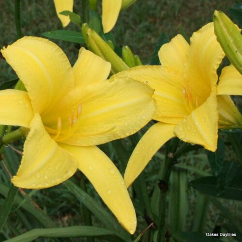 Oakes-Daylilies-Yellow-Pinwheel-daylily
