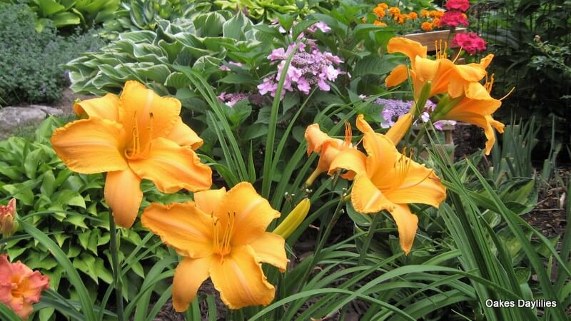 Five Tips for A Fabulous Daylily Garden