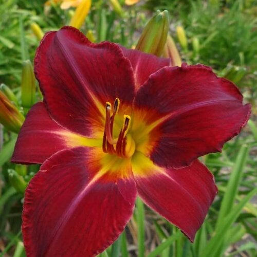 Red-Volunteer-red-daylily-Dallas-Jent-Casey2