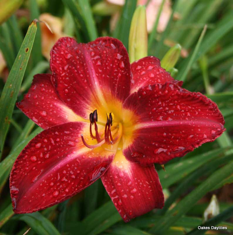 Red Volunteer Daylily | Grows Everywhere |Oakes Daylilies