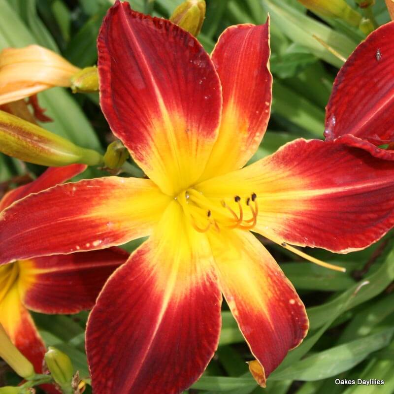 RUBY SPIDER - Oakes Daylilies