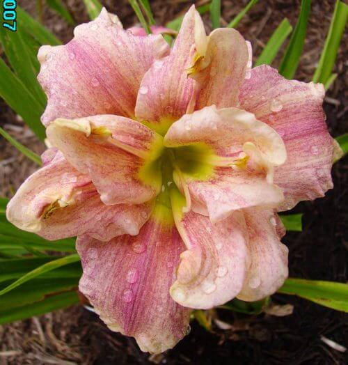 Spotted Fever speckled double daylily