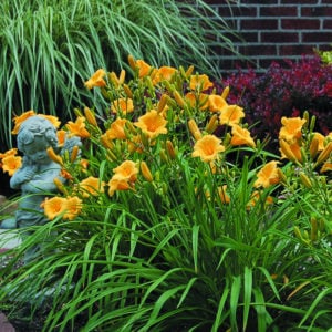 6 "Fresh Dug" Daylily Day lily Yellow Stella de Oro LARGE Plant Bare Root Fans 