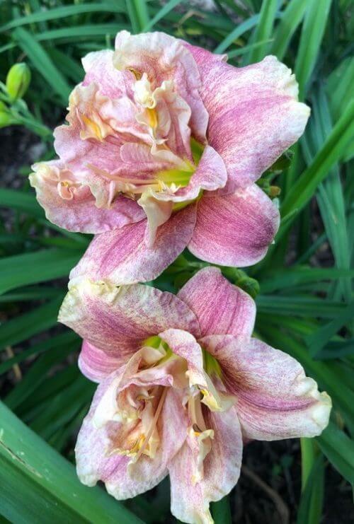 Spotted Fever speckled double daylily