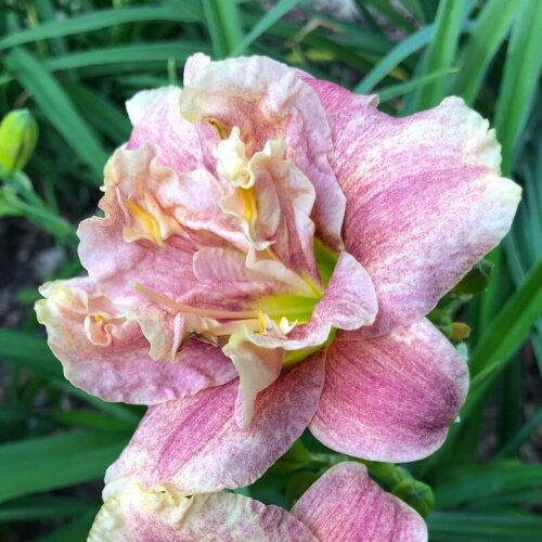 Spotted Fever double speckled daylily