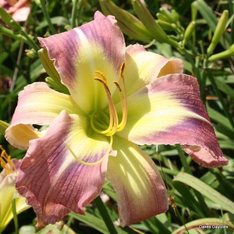 STAR OF FANTASY - Oakes Daylilies