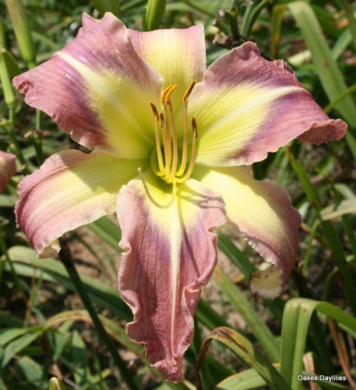 STAR OF FANTASY - Oakes Daylilies