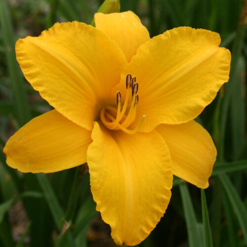 Oakes-Daylilies-By-Myself-daylily-001