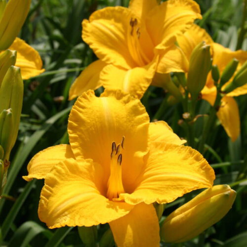 Oakes-Daylilies-By-Myself-daylily-002