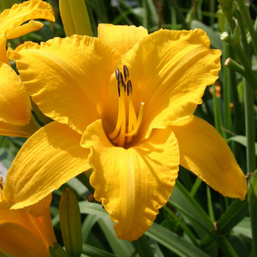 Oakes-Daylilies-By-Myself-daylily-003