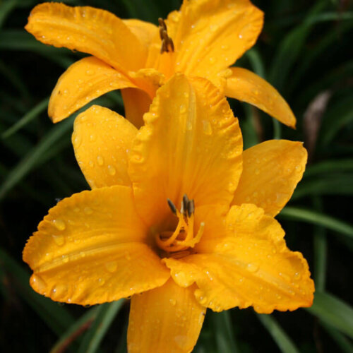 Oakes-Daylilies-By-Myself-daylily-004