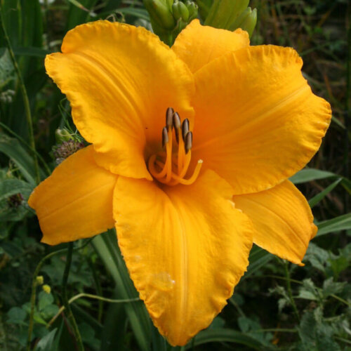 Oakes-Daylilies-By-Myself-daylily-005