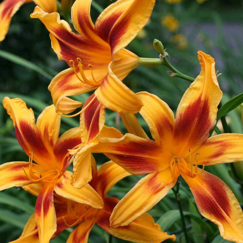 Calico Spider Daylily | Unique Color | Oakes Daylilies