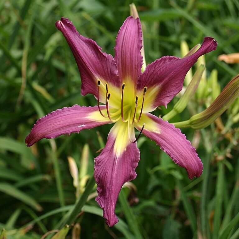 Fellow Daylily - Bonus 3 - Oakes Daylilies