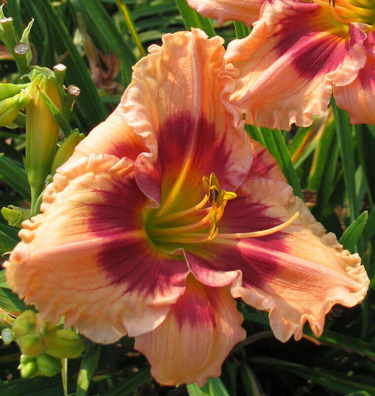 Flamboyant Eyes Daylily - Oakes Daylilies