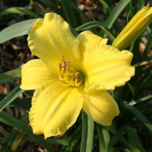 DEWY SWEET - Oakes Daylilies