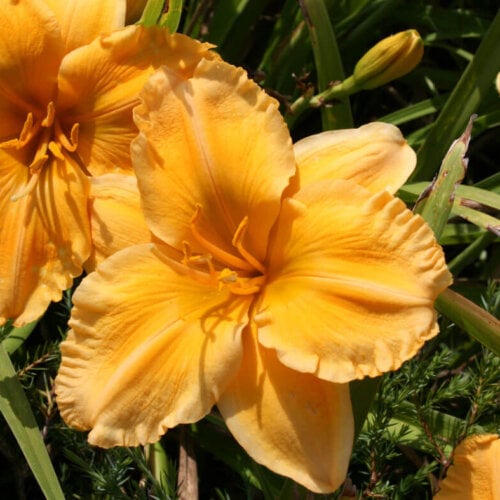 Oakes-Daylilies-Golden-Hibiscus-daylily-001